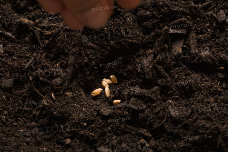Close-up of hand sowing seeds. Photo : Kristin Lee
