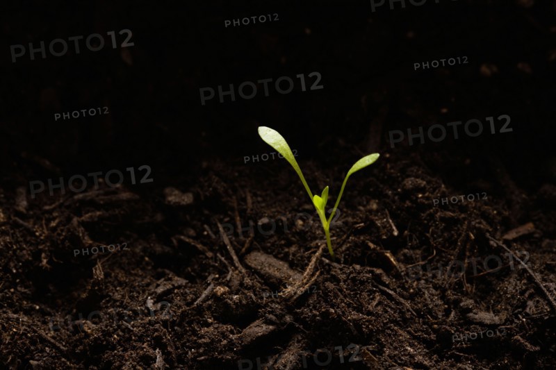 Seedling in dirt, close-up. Photo : Kristin Lee