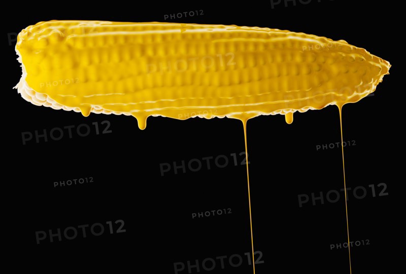 Studio shot of corn cob covered with yellow paint. Photo : Mike Kemp