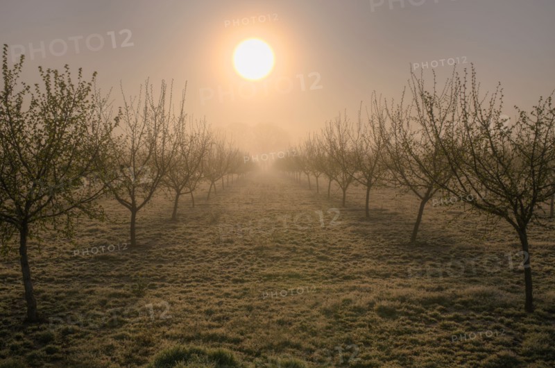 USA, Oregon, Marion County, Hazelnut orchard. Photo : Gary Weathers