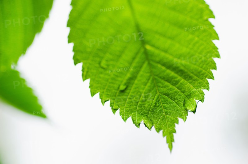 Close-up view of green leaves with dew.