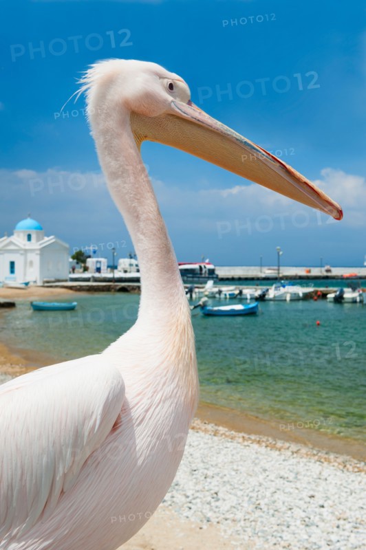 Greece, Cyclades Islands, Mykonos, Pelican on beach at harbor.