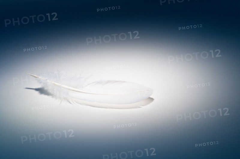 Studio shot of feather.