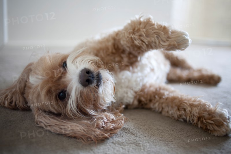 Cockapoo dog lying on floor. Photo : Winslow Productions