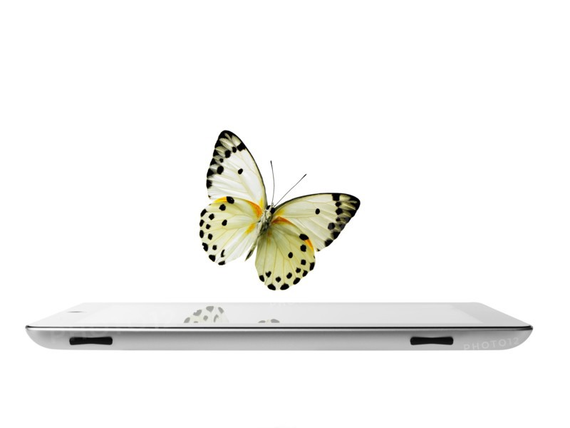 Studio shot of butterfly over digital tablet. Photo: David Arky
