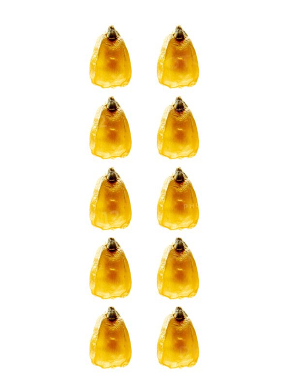 Studio shot of Yellow Corn Seeds on white background. Photo: David Arky
