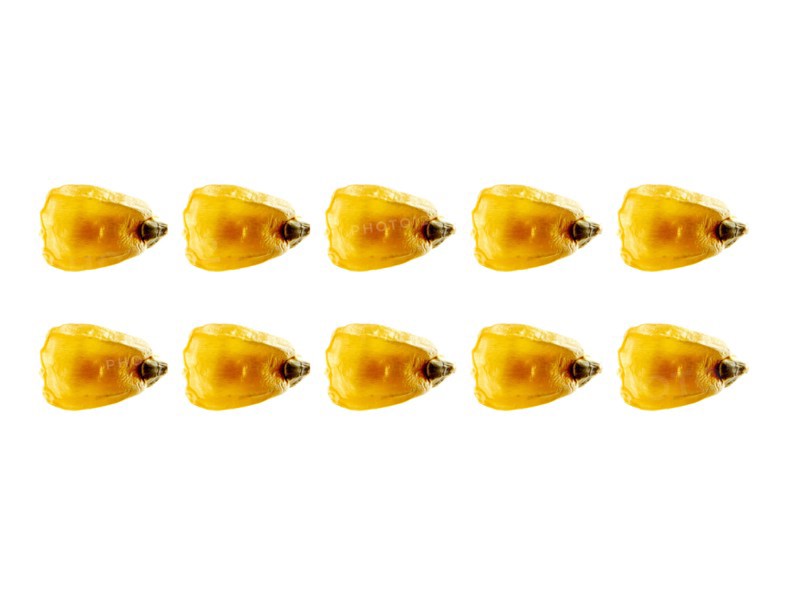 Studio shot of Yellow Corn Seeds on white background. Photo: David Arky