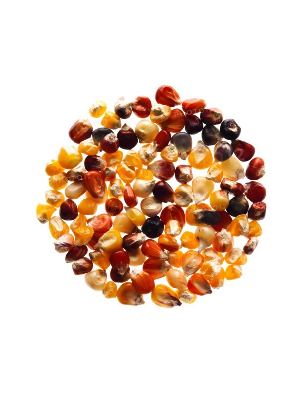 Studio shot of Mixed Corn Seeds on white background. Photo: David Arky