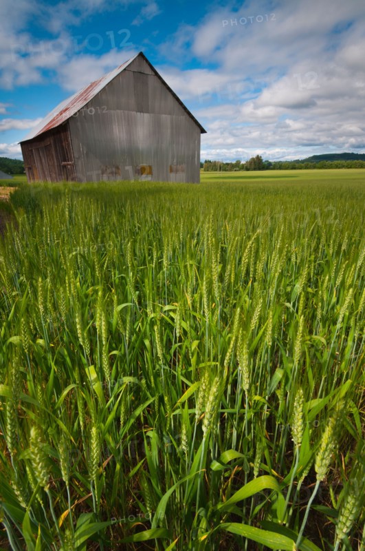 USA, Oregon, View through wheat field on wooden barn. Photo : Gary J Weathers