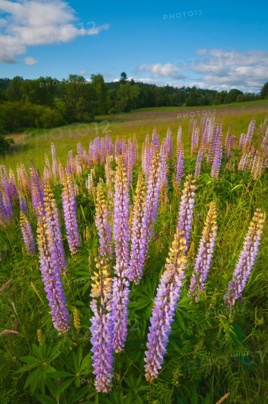 USA, Oregon, Flowering lupines. Photo: Gary J Weathers