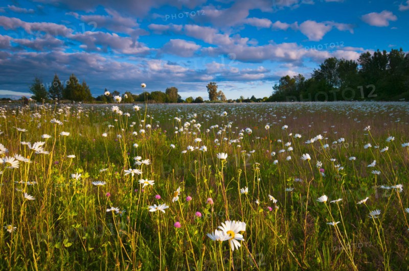 USA, Oregon, Marion County, Meadow with wildflowers at sunset. Photo : Gary J Weathers