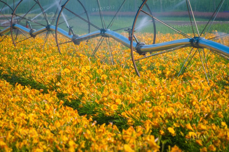 USA, Oregon, Marion County, Wheel Line watering flowers. Photo: Gary J Weathers