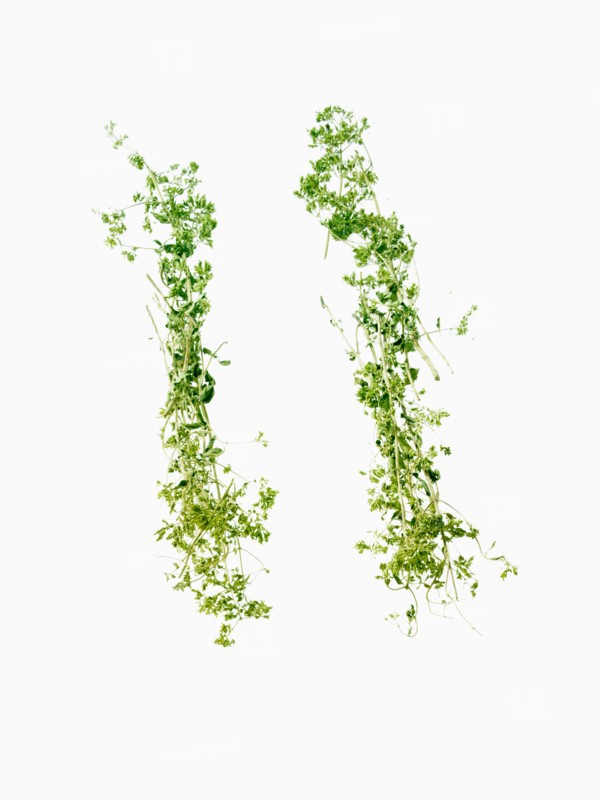 Studio shot of Ground Lemon Grass on white background. Photo : David Arky