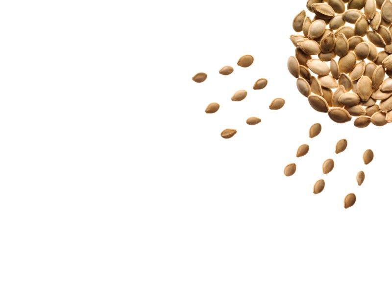 Studio shot of Pumpkin Seed in sun shape on white background. Photo : David Arky