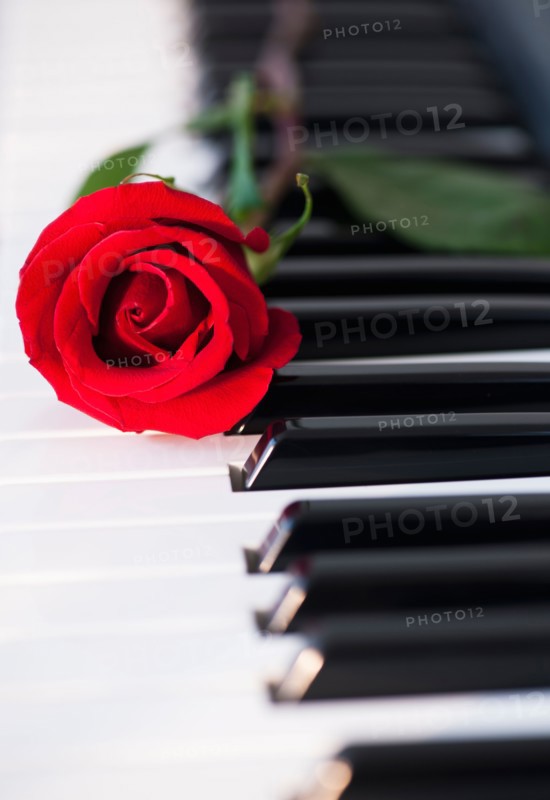 Close up of red rose lying on piano keys. Photo: Daniel Grill