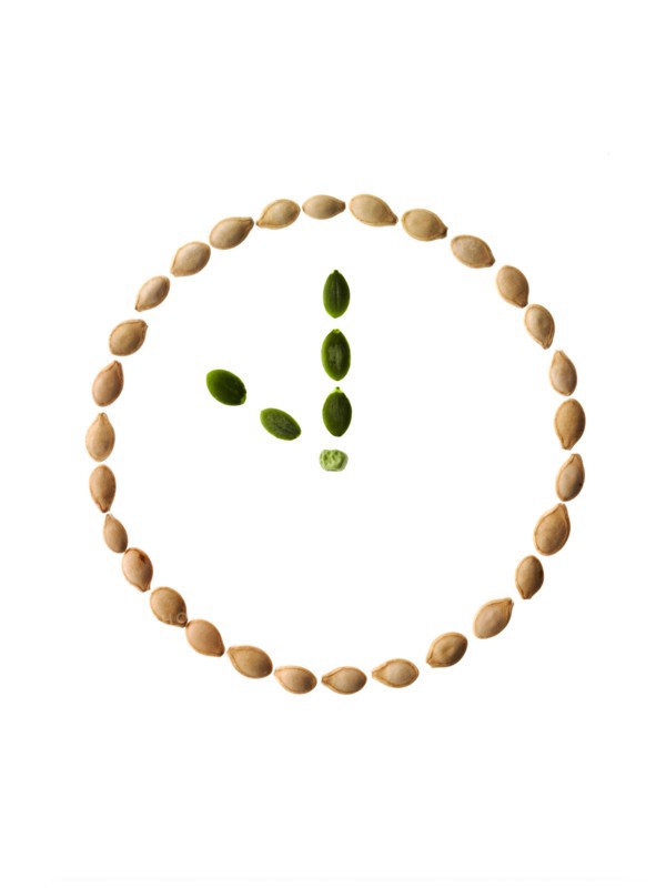 Studio shot of Pumpkin Seeds in shape of clock on white background. Photo : David Arky