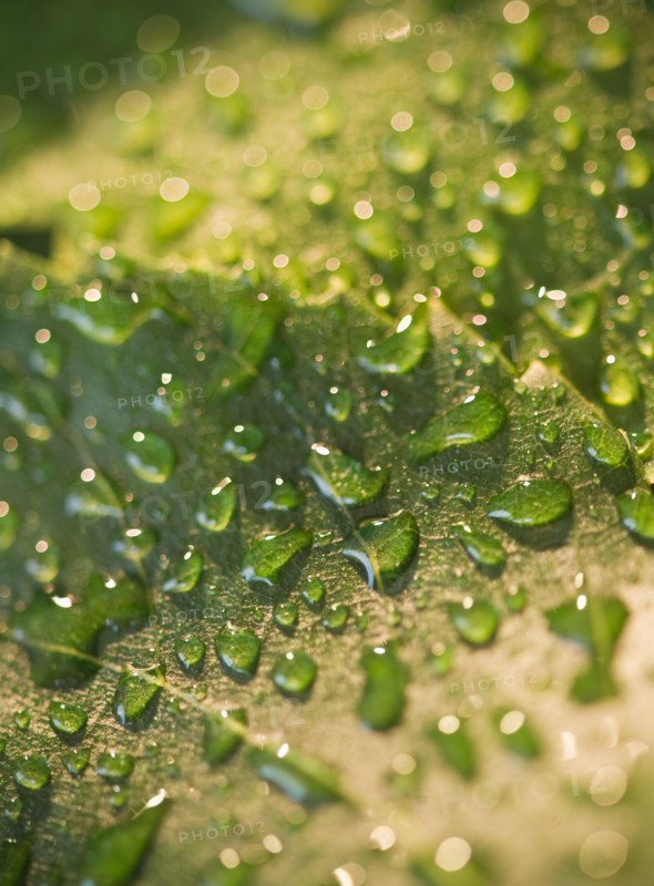 Close up of raindrops on green leaf. Photo : Jamie Grill