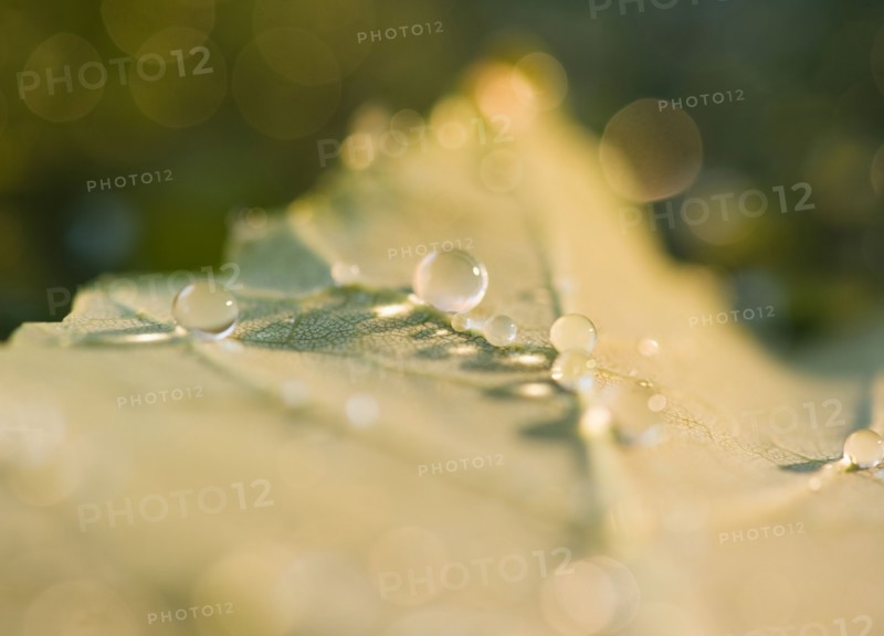 Close up of raindrops on leaf. Photo: Jamie Grill