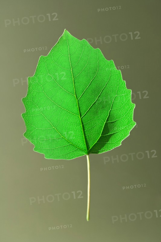 Bigtooth Aspen Leaf. Photo : Chris Hackett