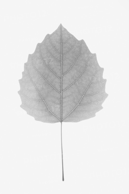 Bigtooth Aspen Leaf. Photo : Chris Hackett