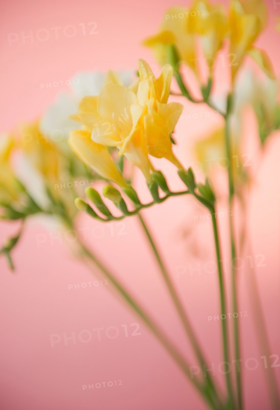 Close up of freesia flowers. Photo : Jamie Grill