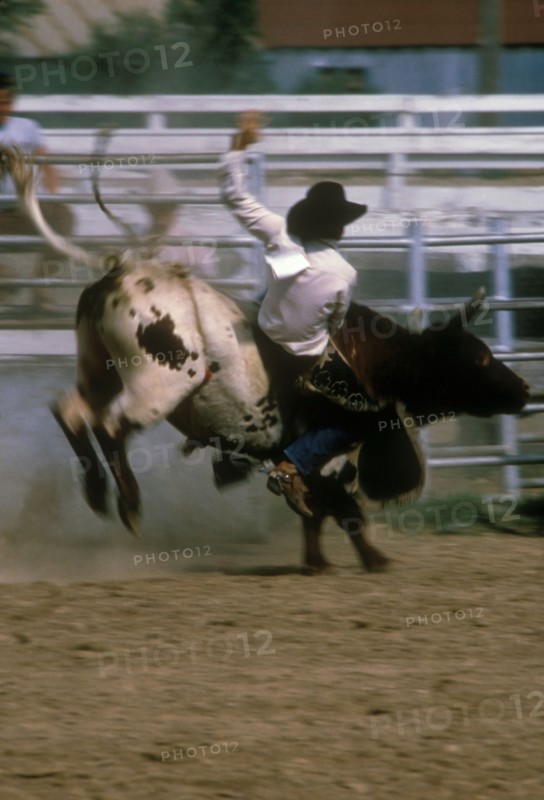 USA, Colorado, Rodeo rider in action. Photo : John Kelly