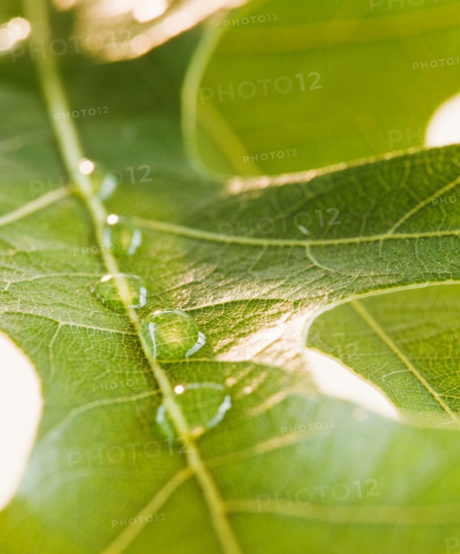 Close up of water drops on leaf. Photo: Jamie Grill