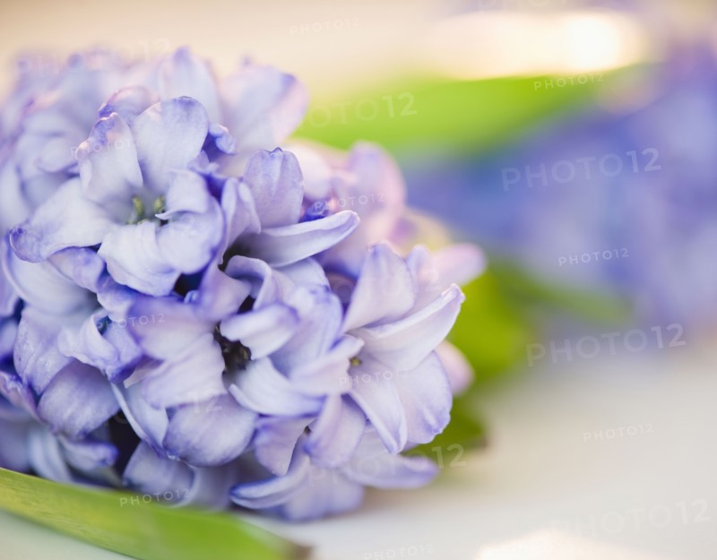 Close up of lilac flower. Photo : Jamie Grill