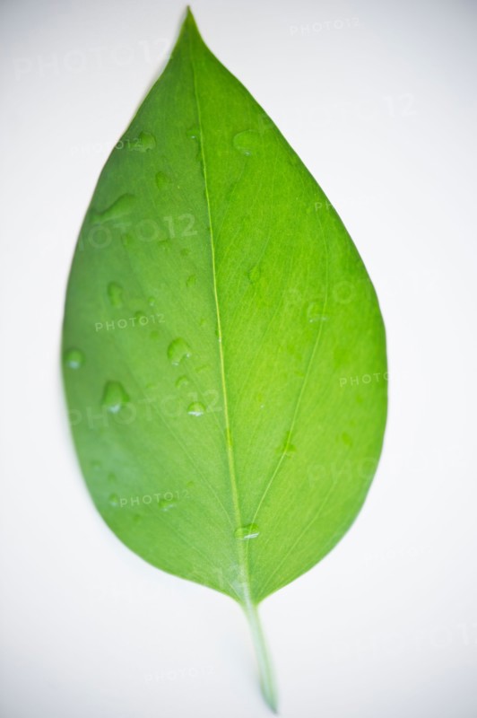 Close up of green leaf. Photo: Jamie Grill