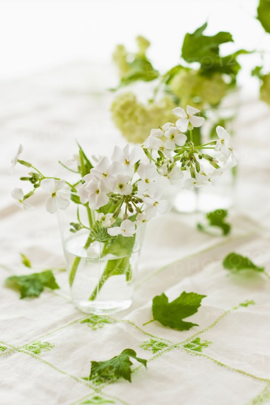 White flowers with green leaves in jars.