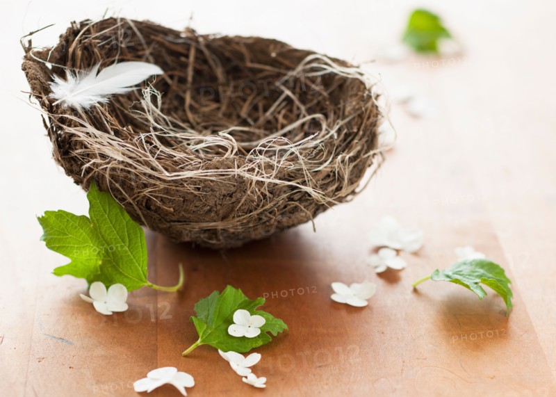 Feather and flowers with birds nest.