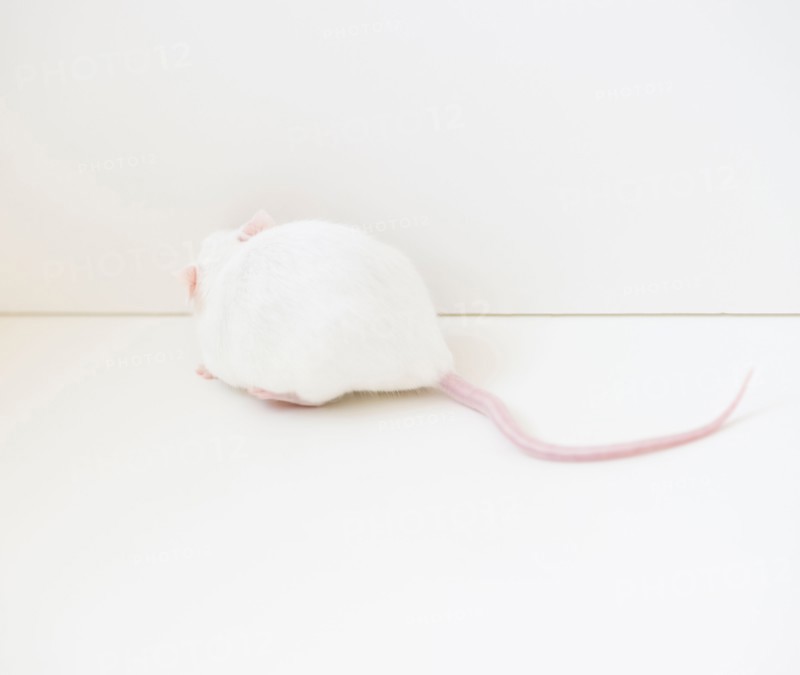 Studio shot of white mouse. Photo: Jamie Grill