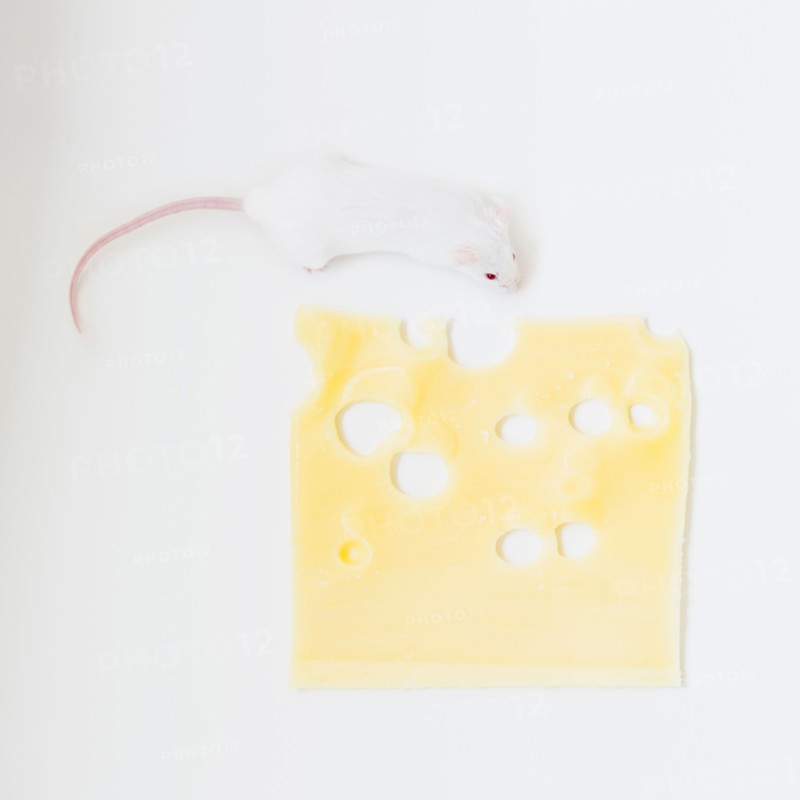 Studio shot of white mouse and slice of swiss cheese. Photo : Jamie Grill