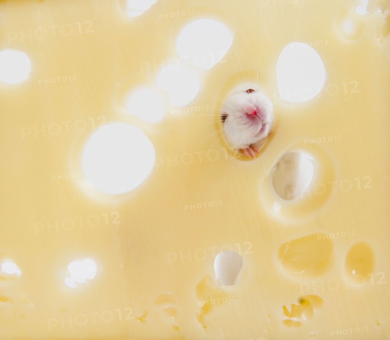 Studio shot of white mouse looking through hole in swiss cheese. Photo: Jamie Grill