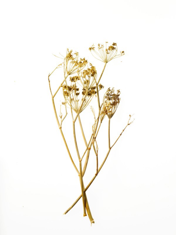 Studio shot of chamomile. Photo: David Arky