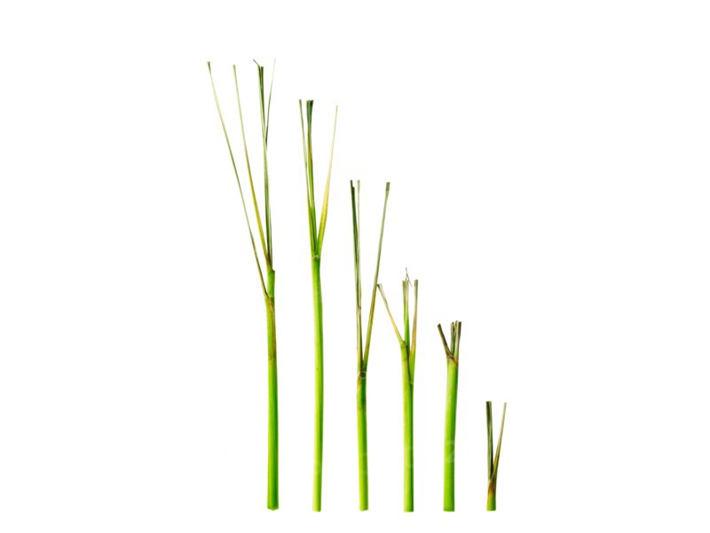 Studio shot of lemon grass. Photo : David Arky