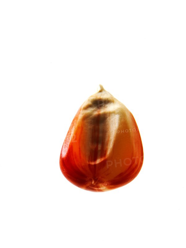 Studio shot of Red Corn Seed on white background. Photo : David Arky