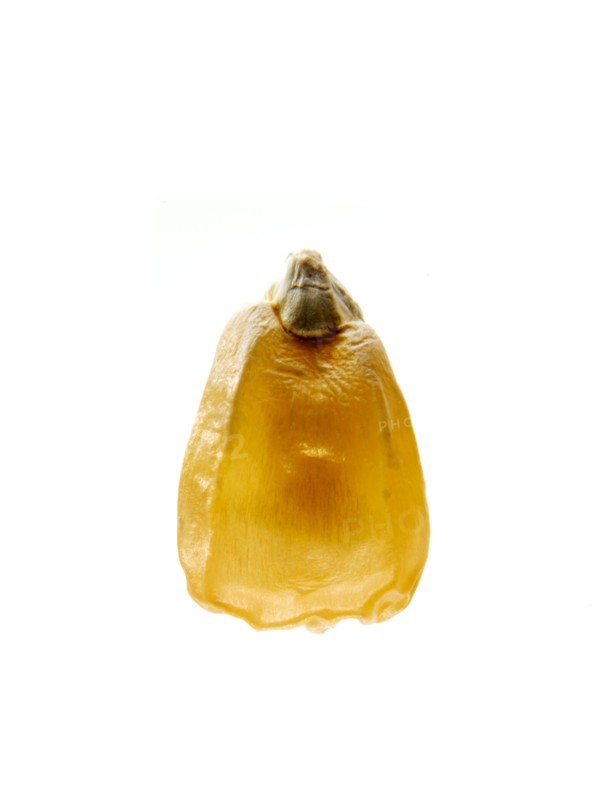 Studio shot of Yellow Corn Seed on white background. Photo: David Arky