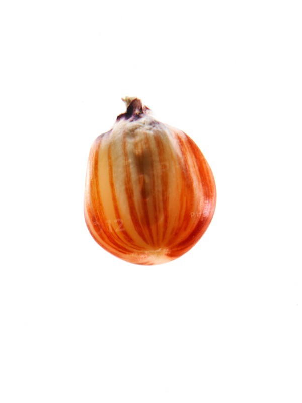 Studio shot of Red Corn Seed on white background. Photo : David Arky