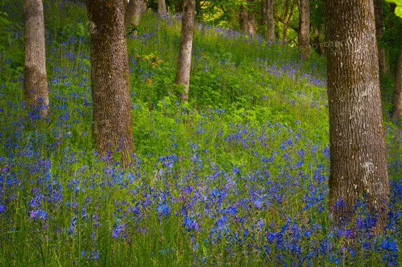 USA, Oregon, Salem, Wildflowers among oak trees. Photo: Gary J Weathers