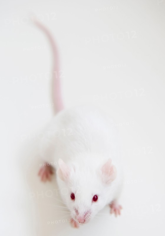 Studio shot of white mouse. Photo: Jamie Grill