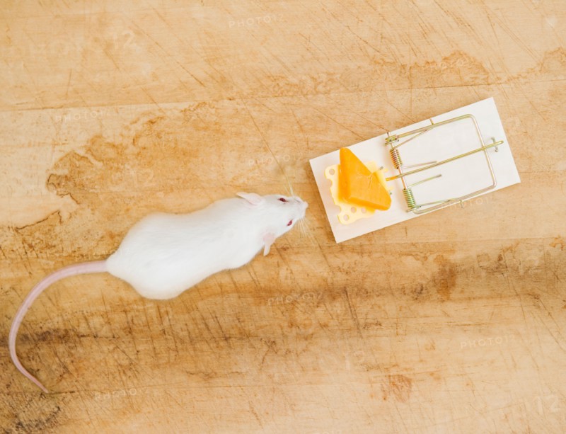 Studio shot of white mouse and mouse trap. Photo : Jamie Grill