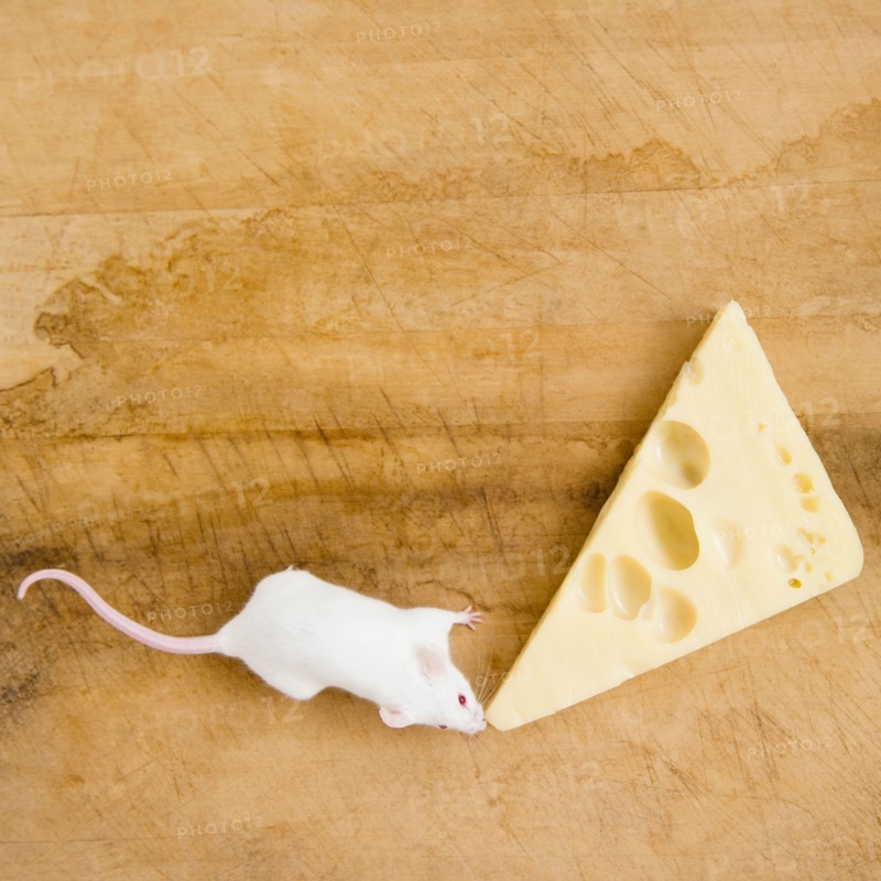 Studio shot of white mouse and slice of cheese. Photo: Jamie Grill