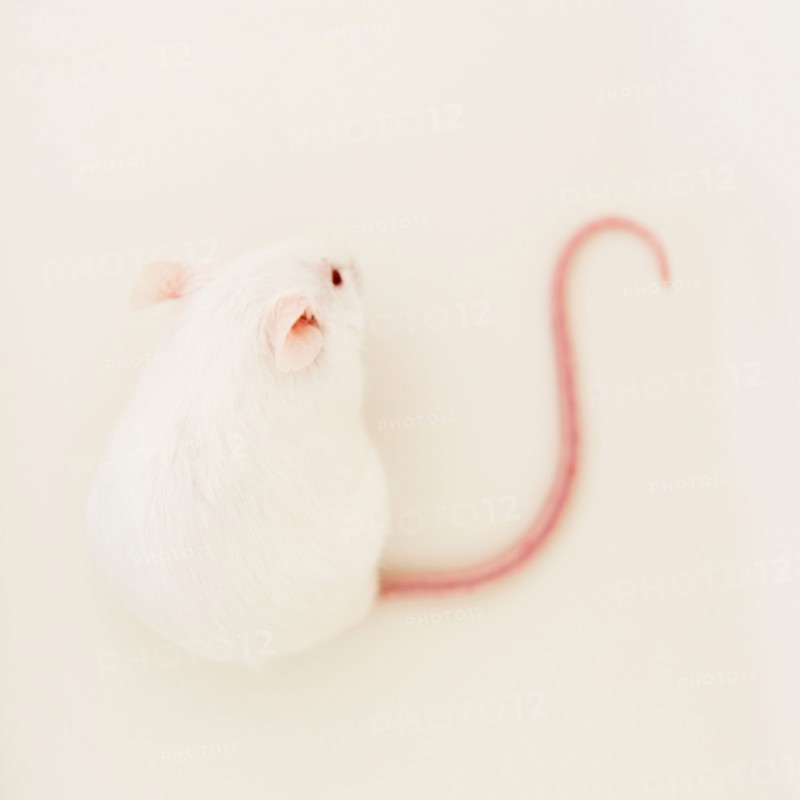 Studio shot of white mouse. Photo: Jamie Grill
