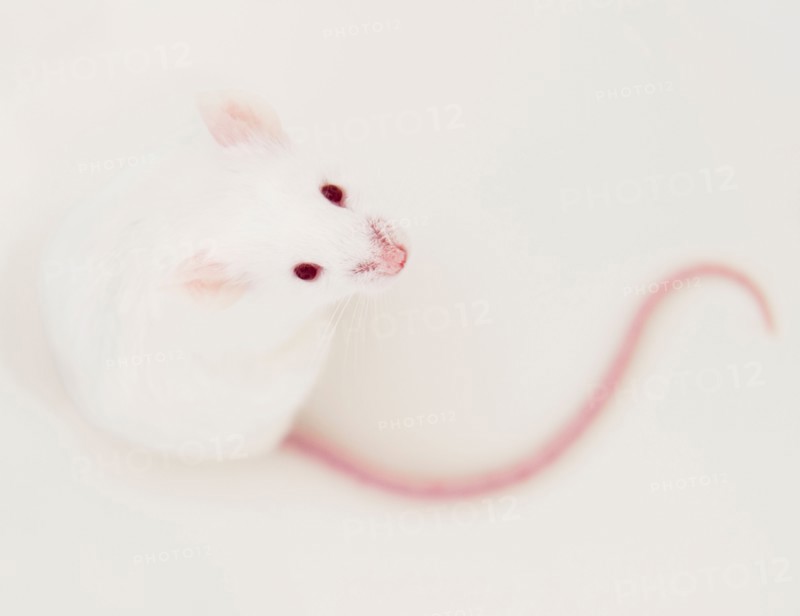 Studio shot of white mouse. Photo: Jamie Grill