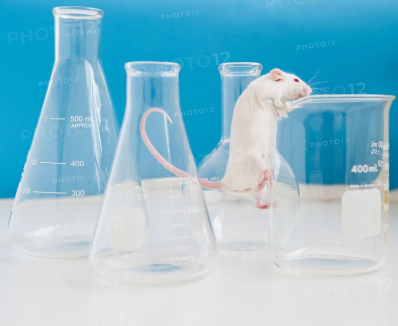Studio shot of white mouse climbing laboratory vial. Photo : Jamie Grill