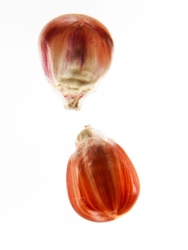 Studio shot of Red Corn Seeds on white background. Photo : David Arky