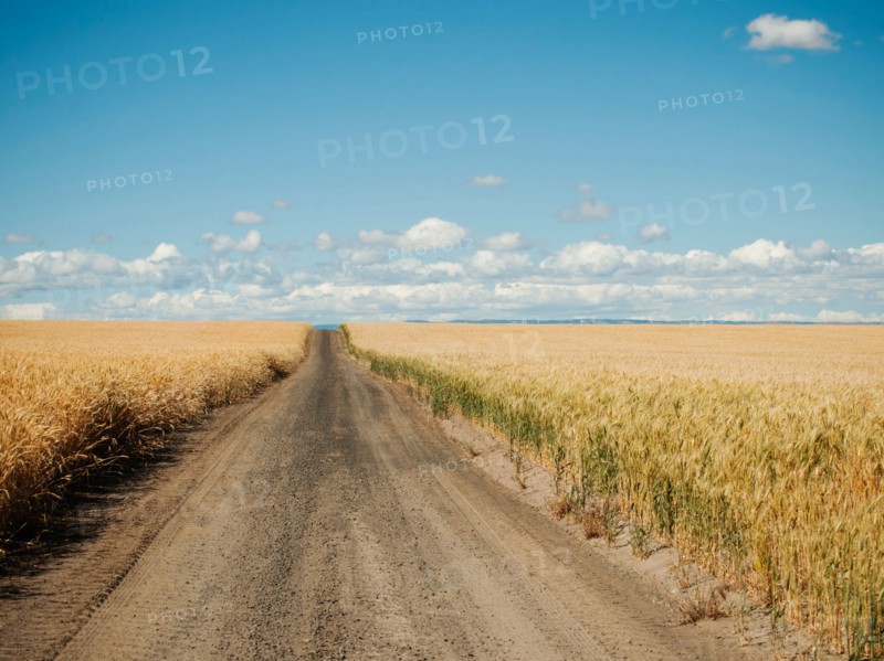 USA, Oregon, Wasco, Dirt road between wheat fields.