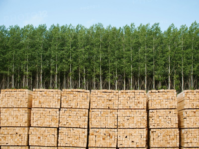 Orderly stacks of timber in timber plantation. Photo: Erik Isakson