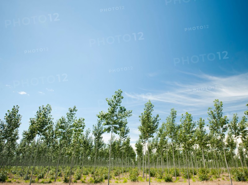 USA, Oregon, Boardman, Poplar trees. Photo: Erik Isakson